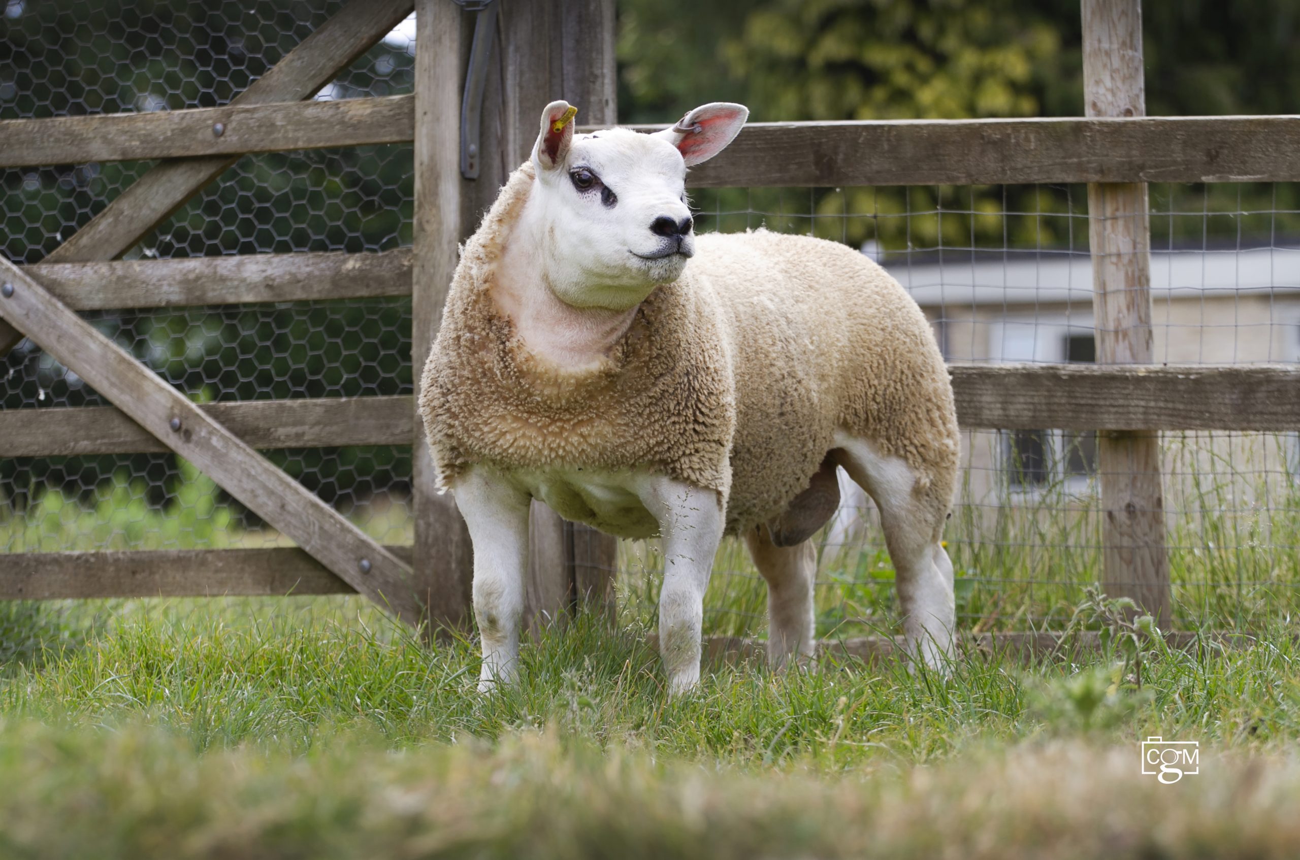 Read more about the article Builth lamb trade peaks at 1300gns