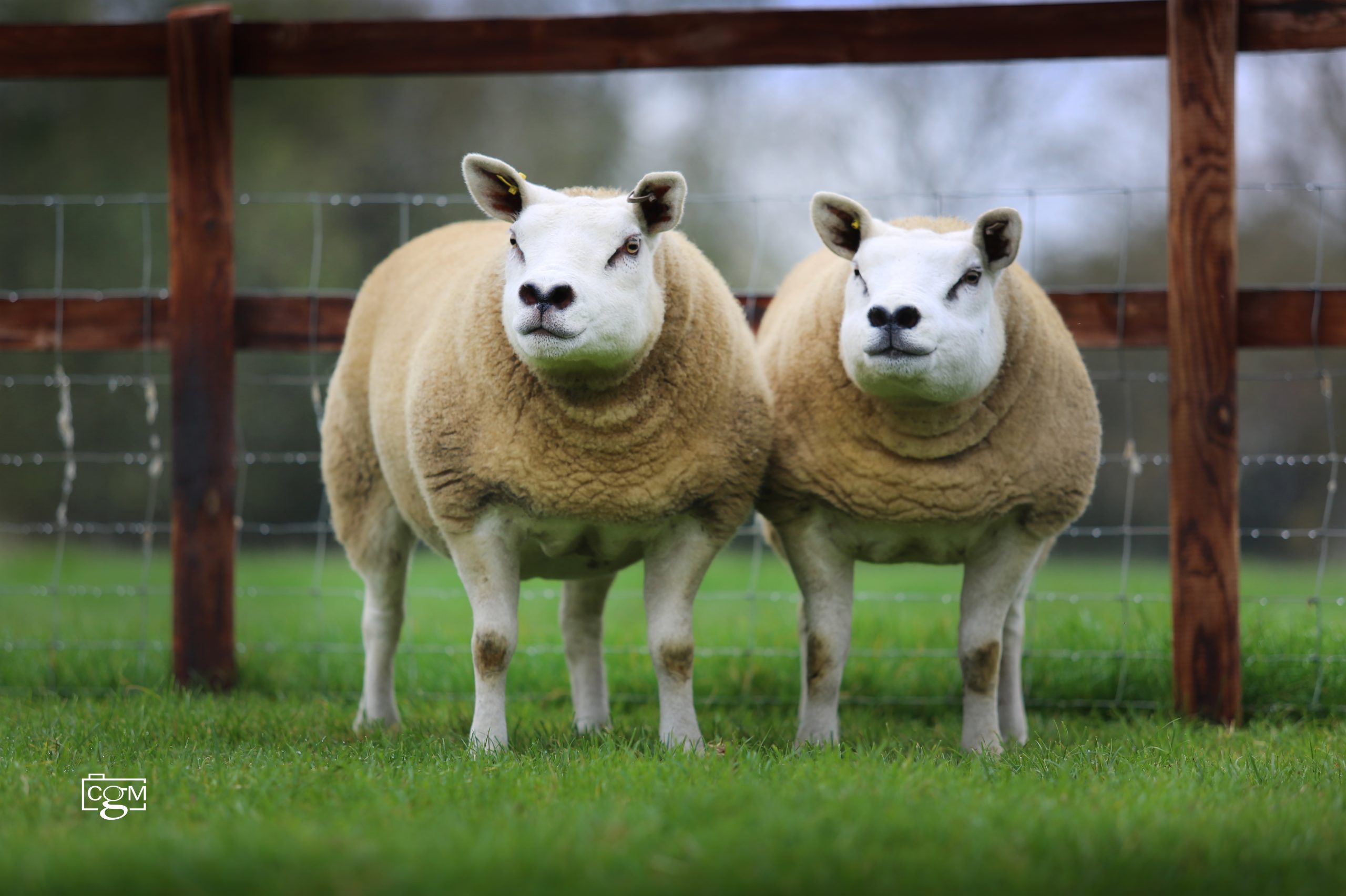 Read more about the article Friday Night Lights sale hits 1500gns