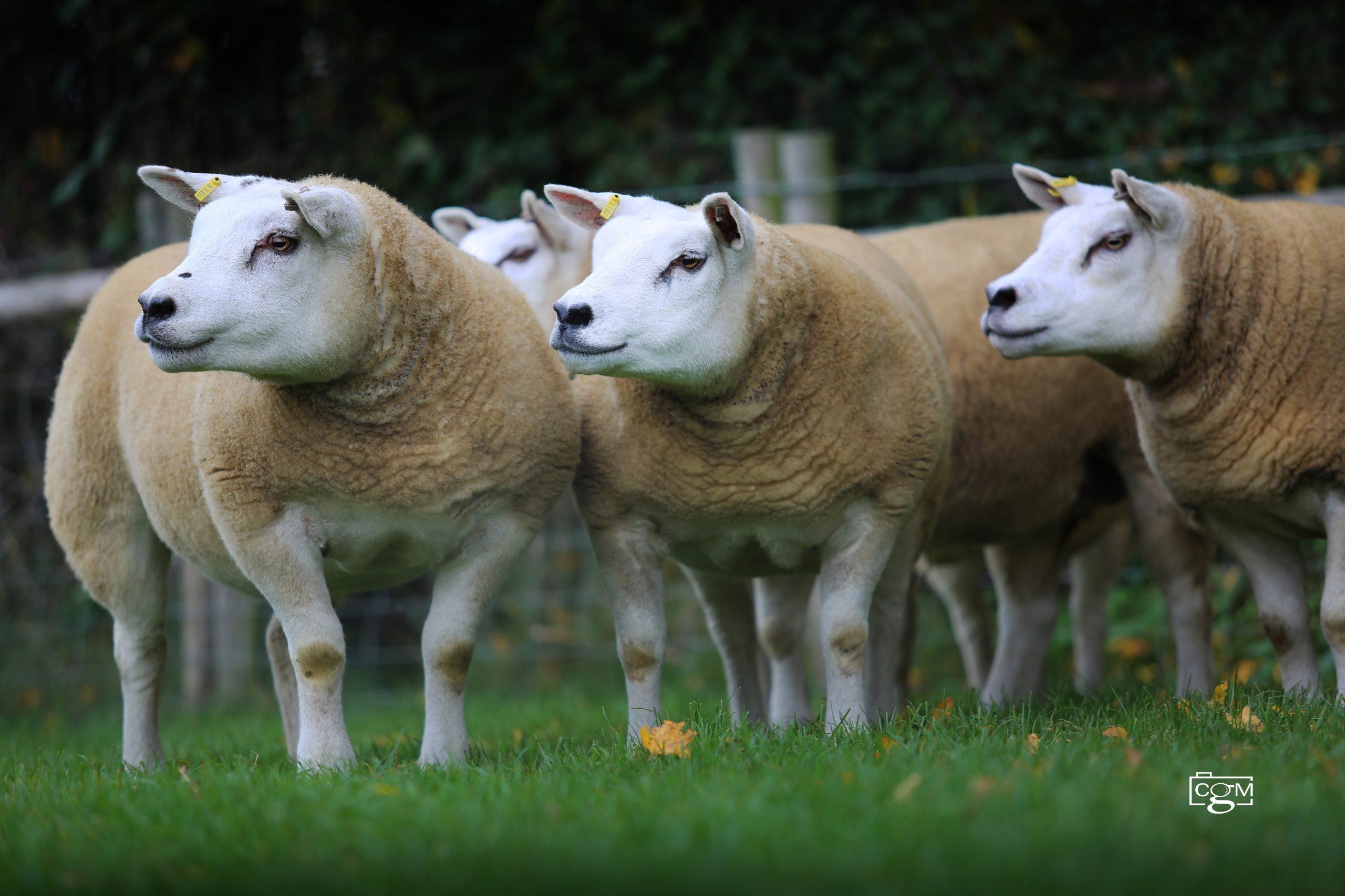 Read more about the article Opening female sale hits 2150gns