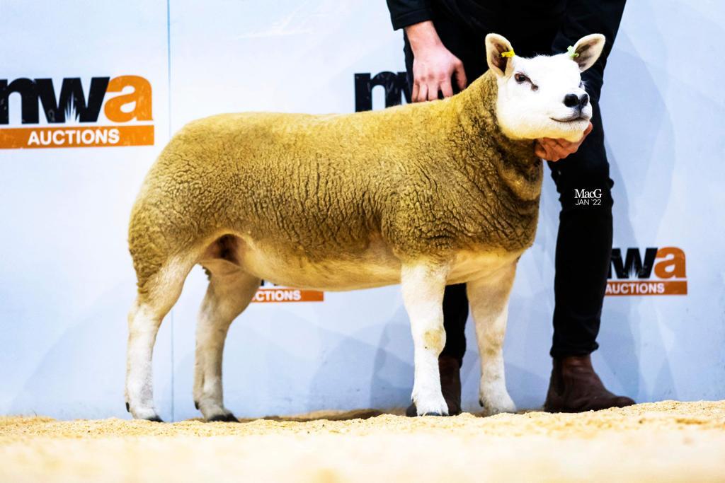 Read more about the article Reserve champion at North West Club Sale