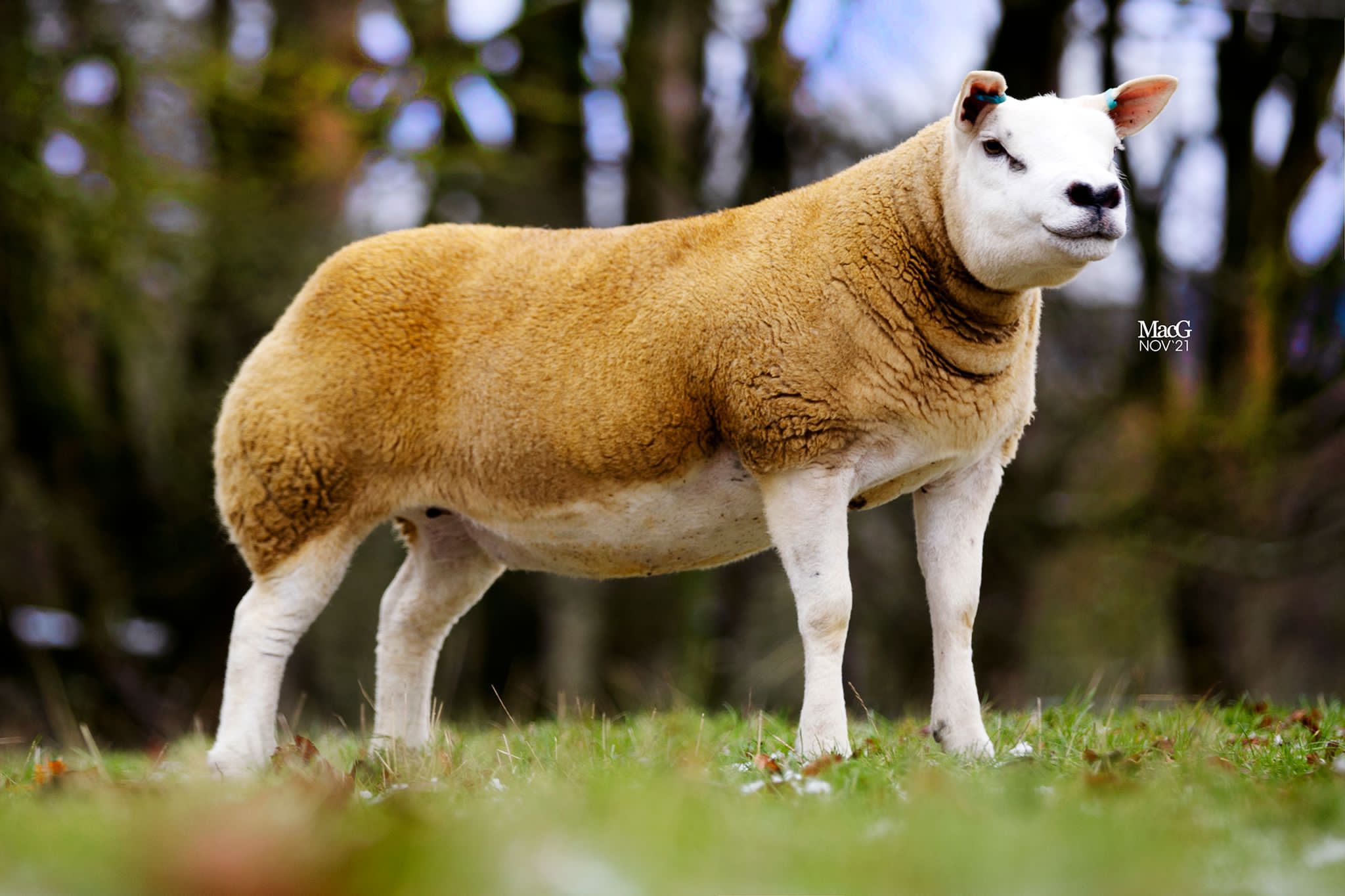 Read more about the article Corky daughter joins flock at 12,000gns