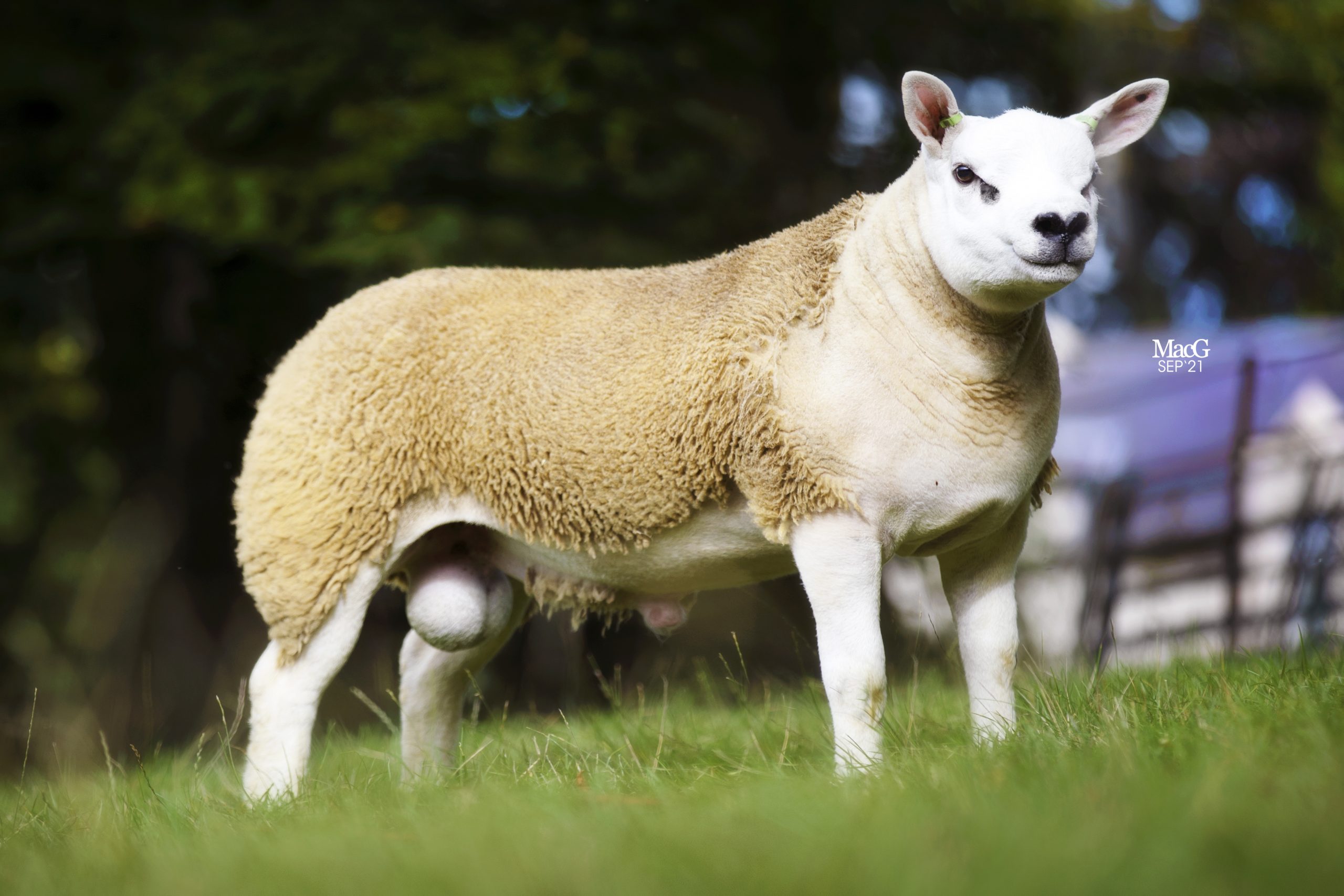 Read more about the article 100,000gns Expression joins Clanfield flock