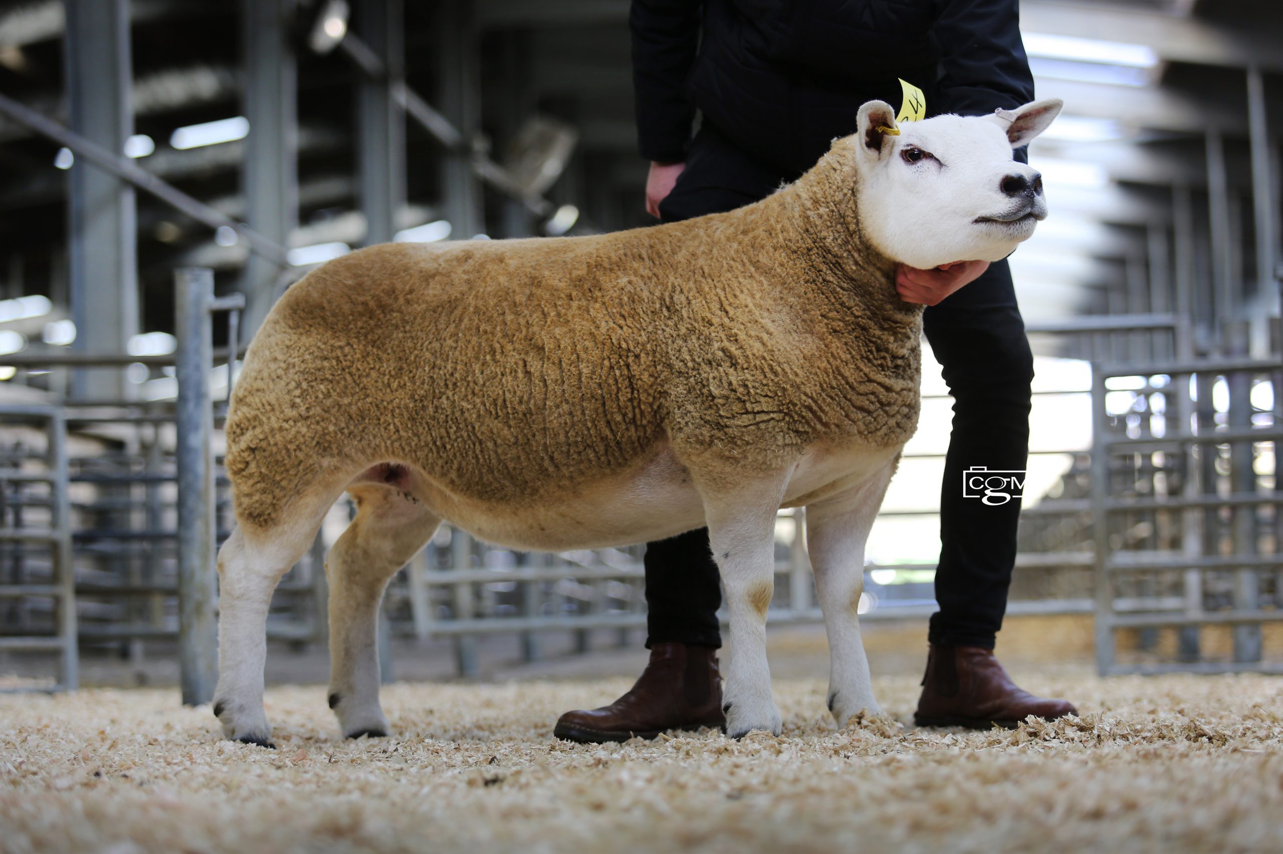Read more about the article 2200gns top for Christmas Present Sale