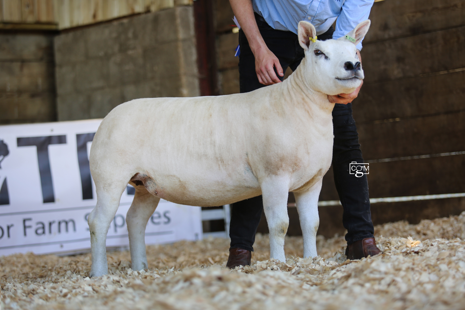 Read more about the article Reserve honours at Glos & Borders Progeny Show