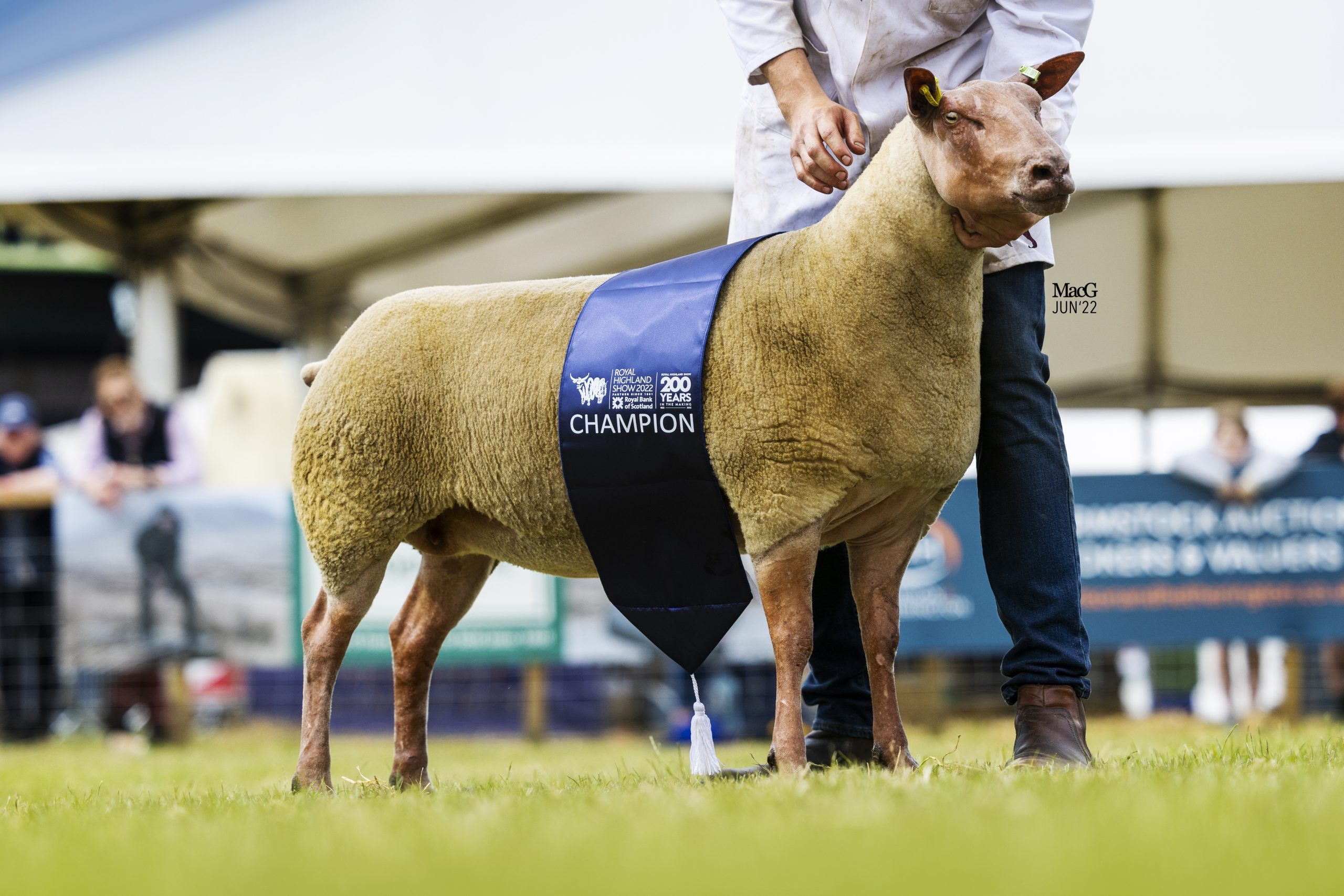 Read more about the article Highland Show success for our red lady