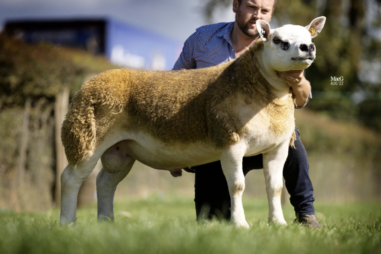 Read more about the article Share purchased in 160k First Choice