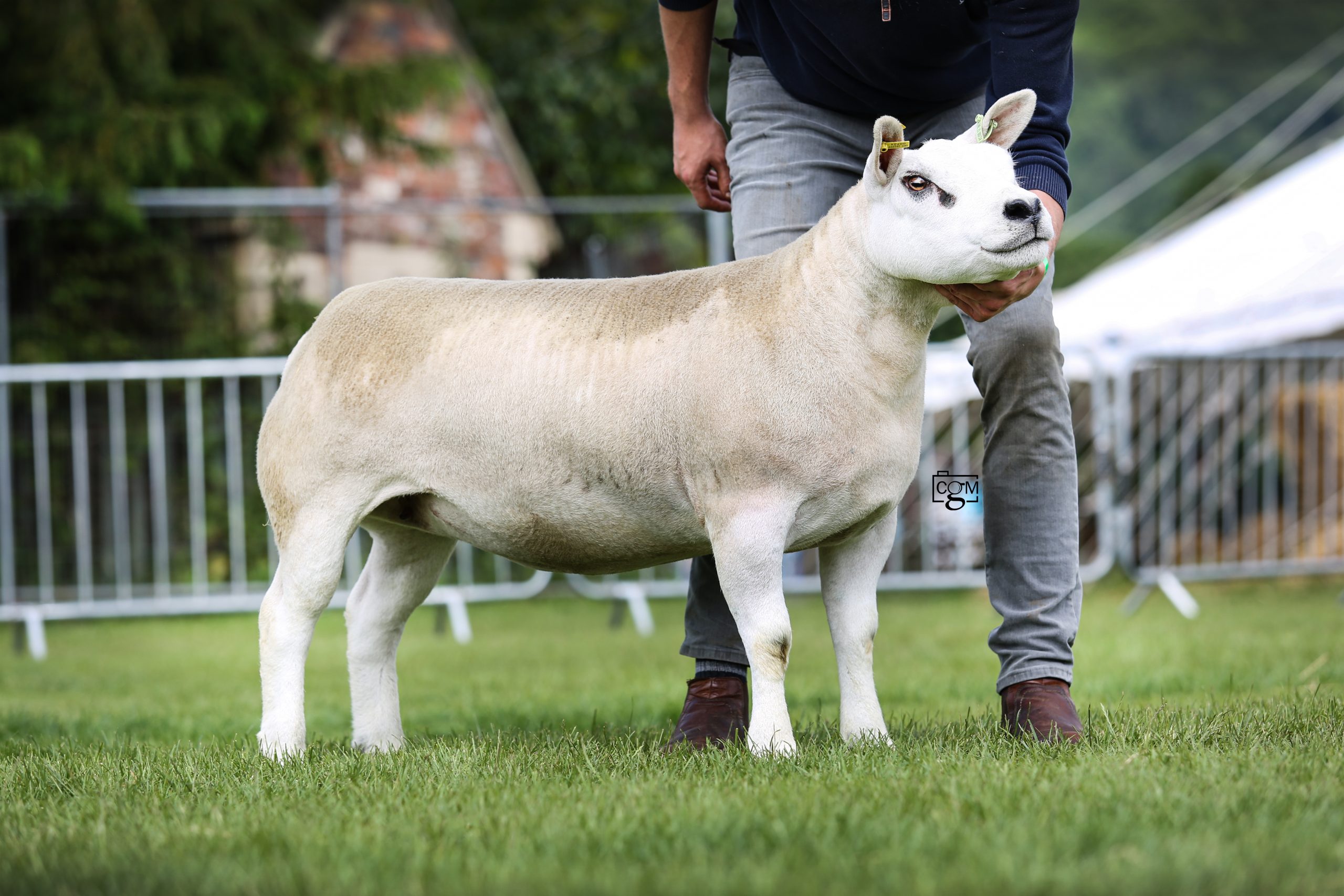 Read more about the article Clanfield gimmer voted “The People’s Champion”