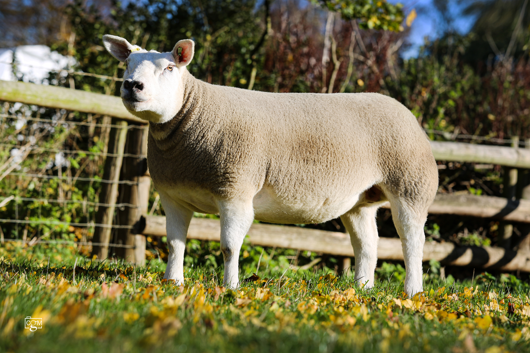 Read more about the article The Clanfield girls for Glos and Borders Club Sale