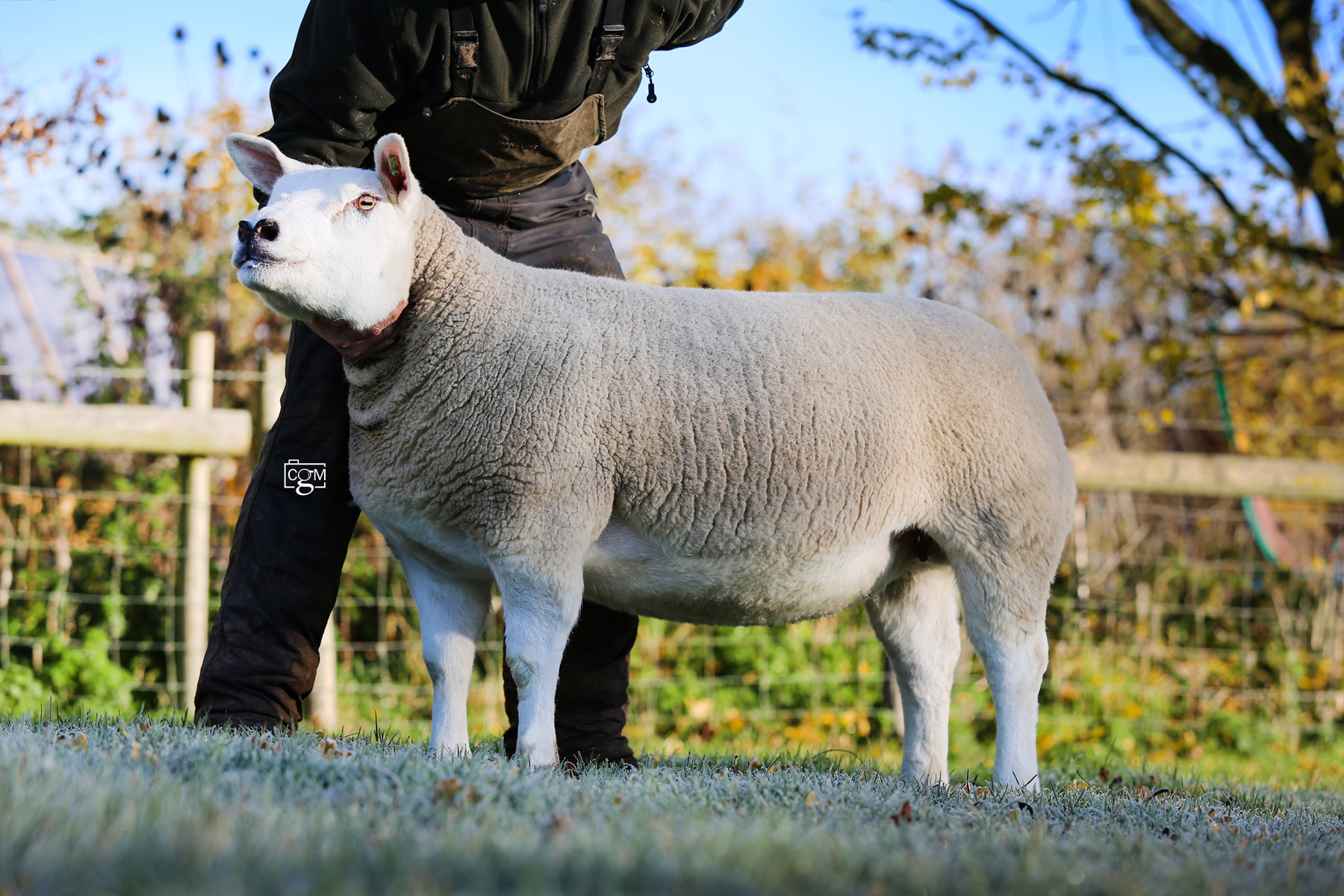 Read more about the article Christmas Stars Sale consignment