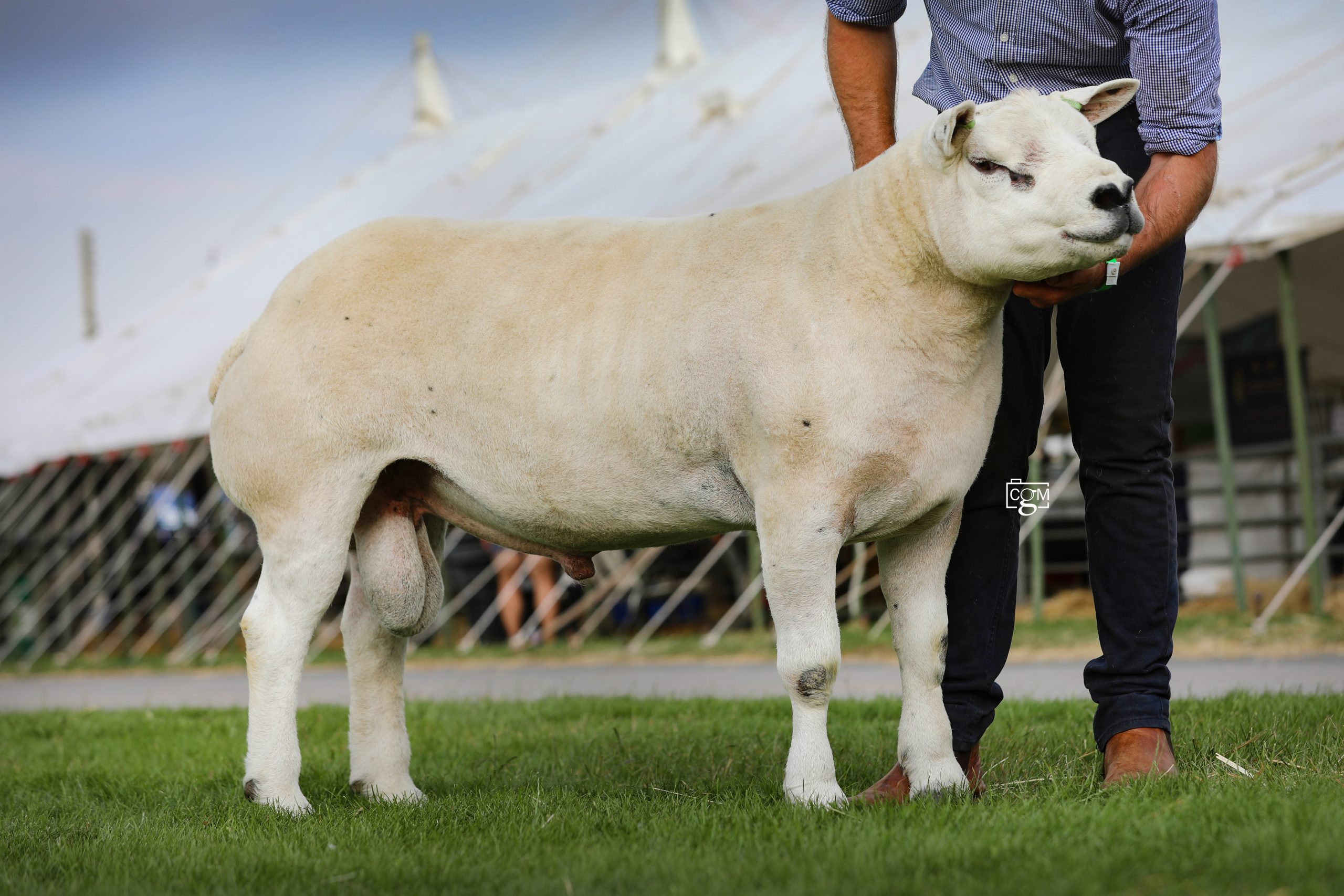 Read more about the article Expression takes reserve at Three Counties 