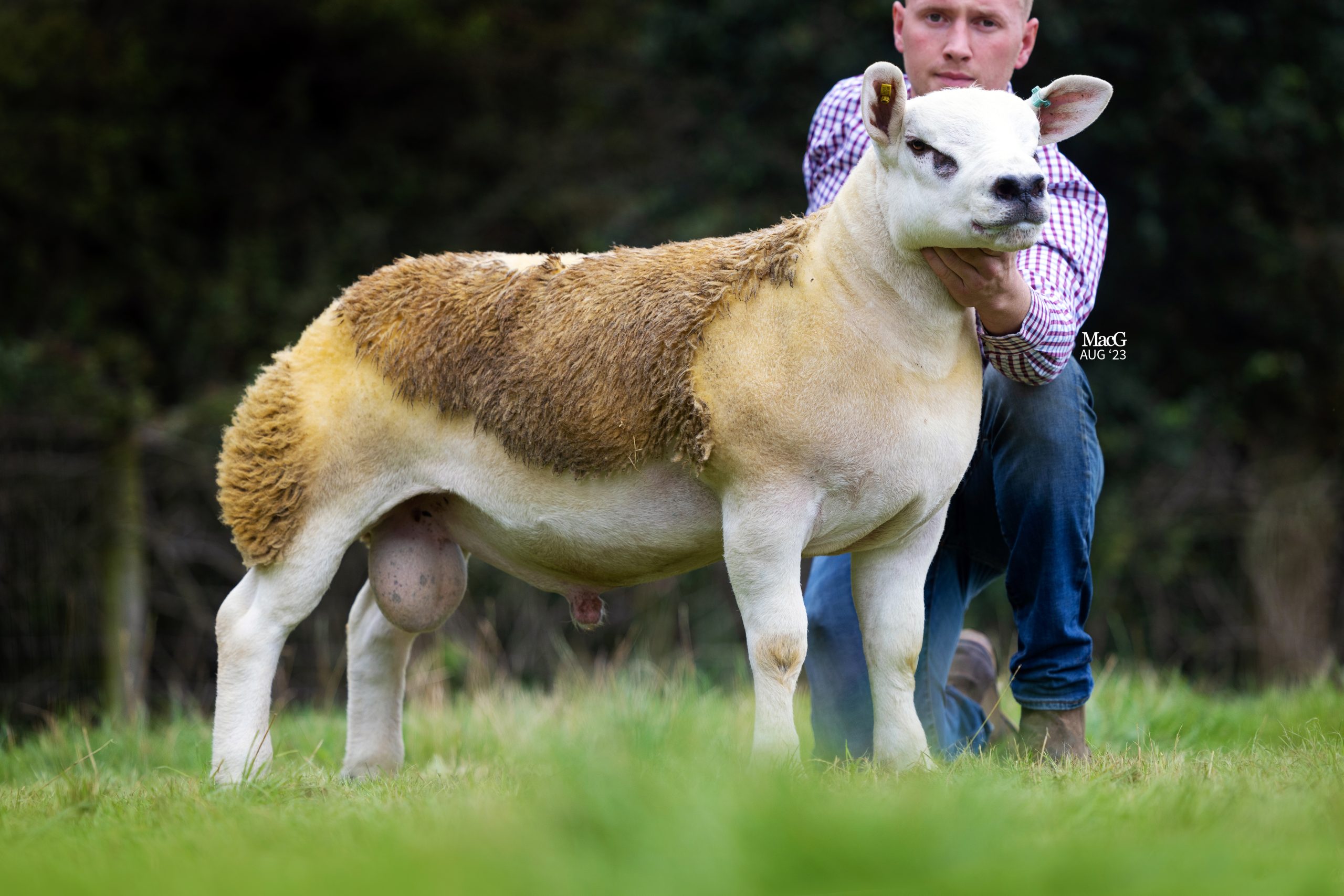 Read more about the article Gino sells for 3200gns at English National