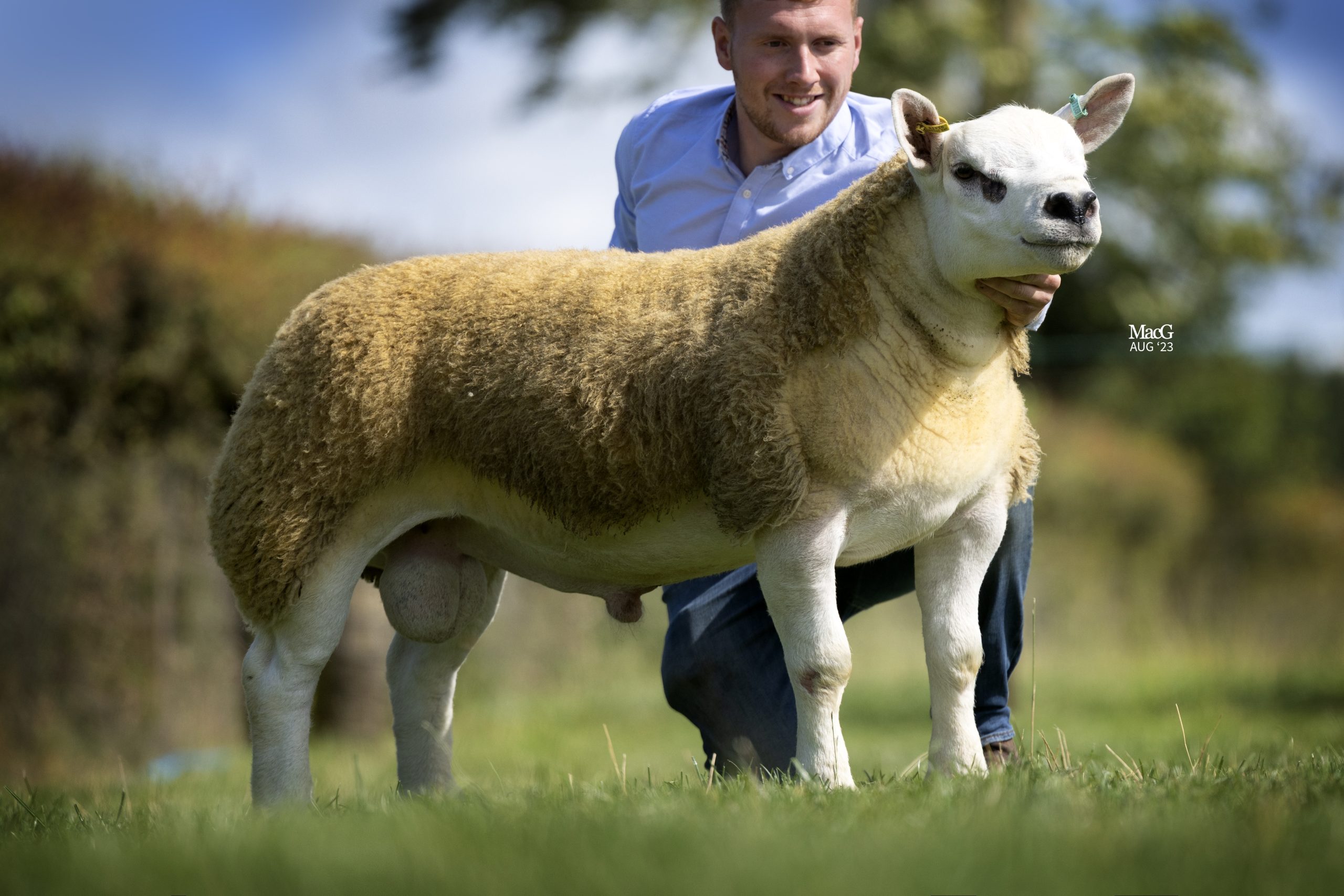 Read more about the article Clanfield Golden sells at the Scottish National for 30,000gns