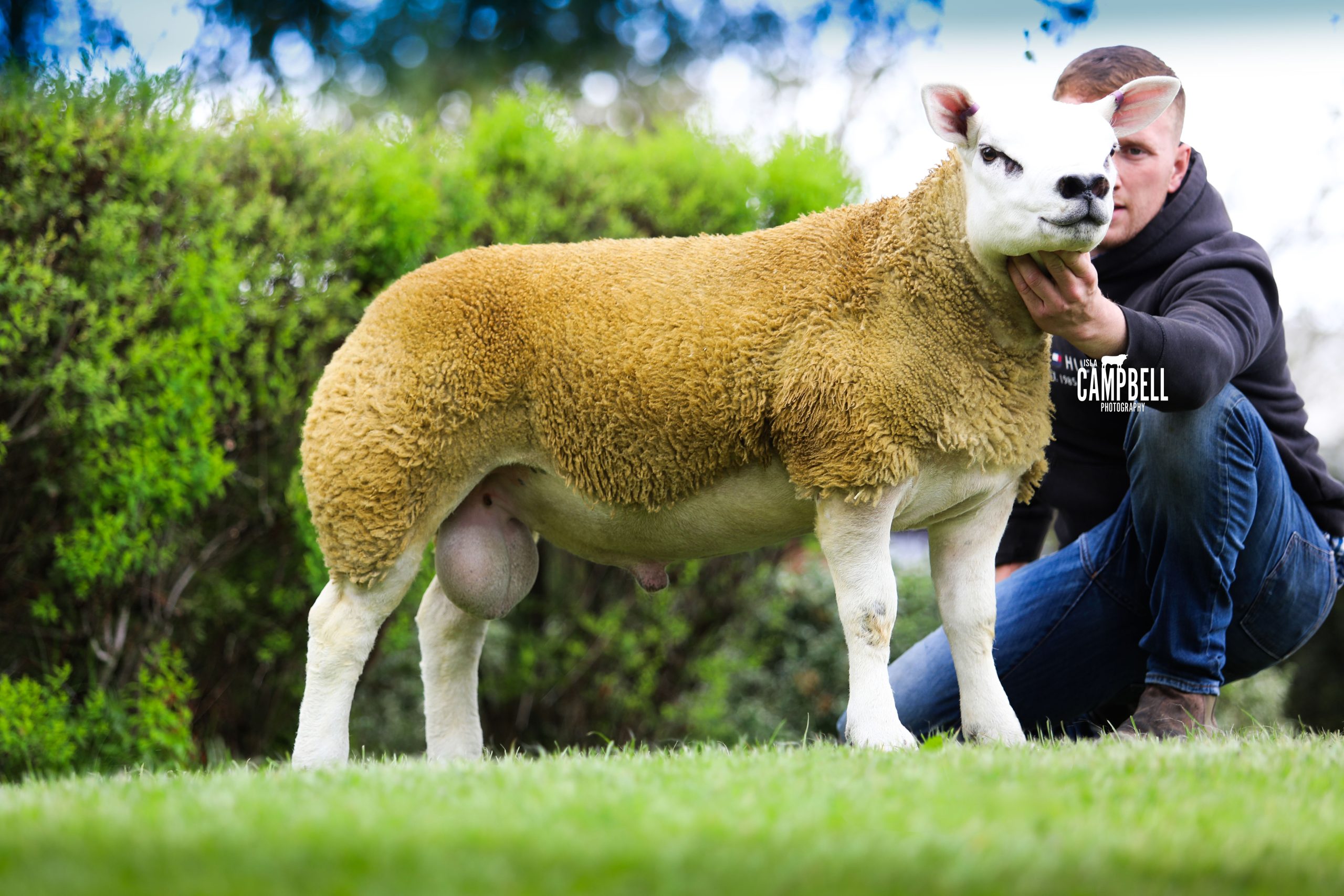 Read more about the article Grey-Goose joins the sire line up