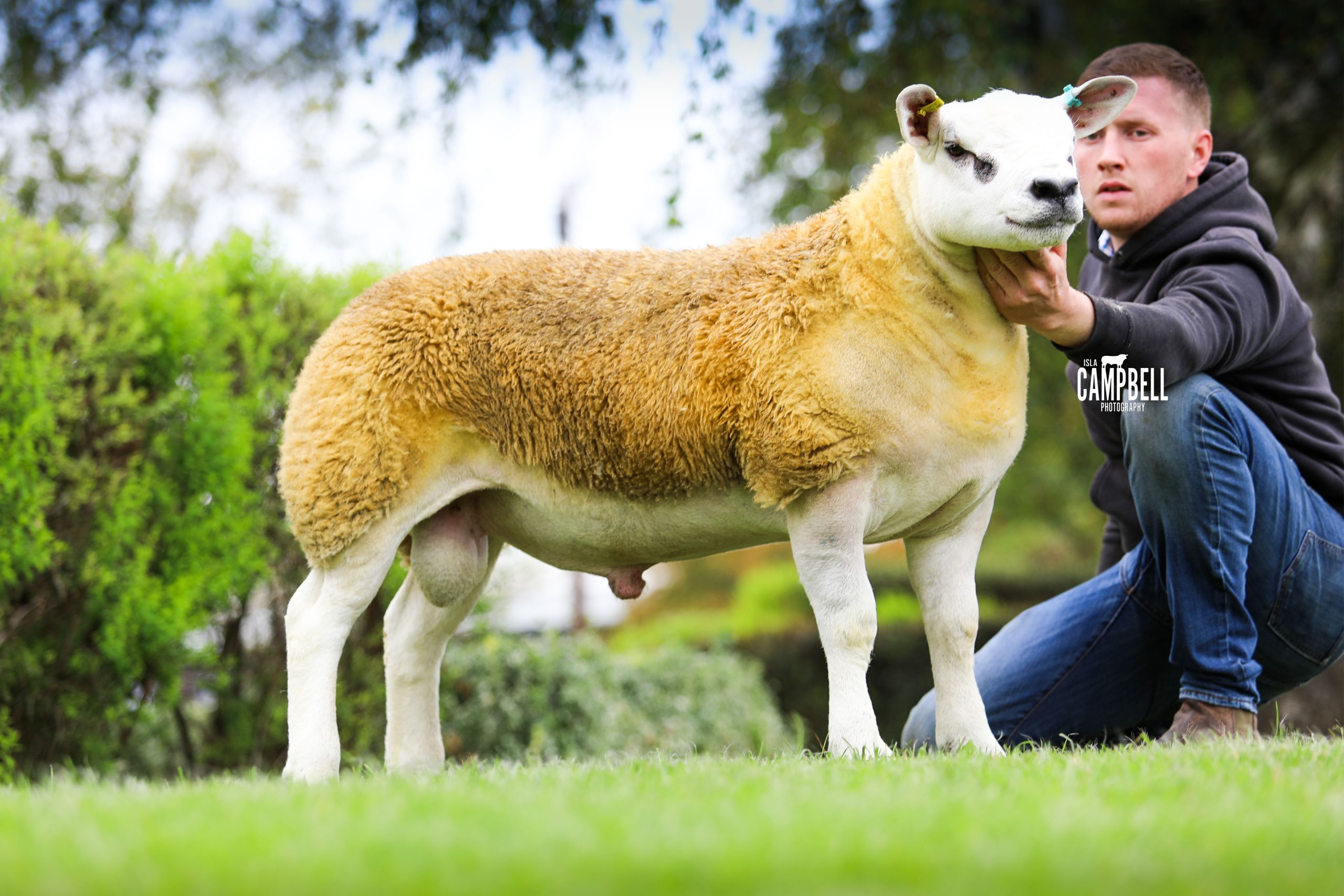 Read more about the article 3000gns for Clanfield Gangster at Carlisle