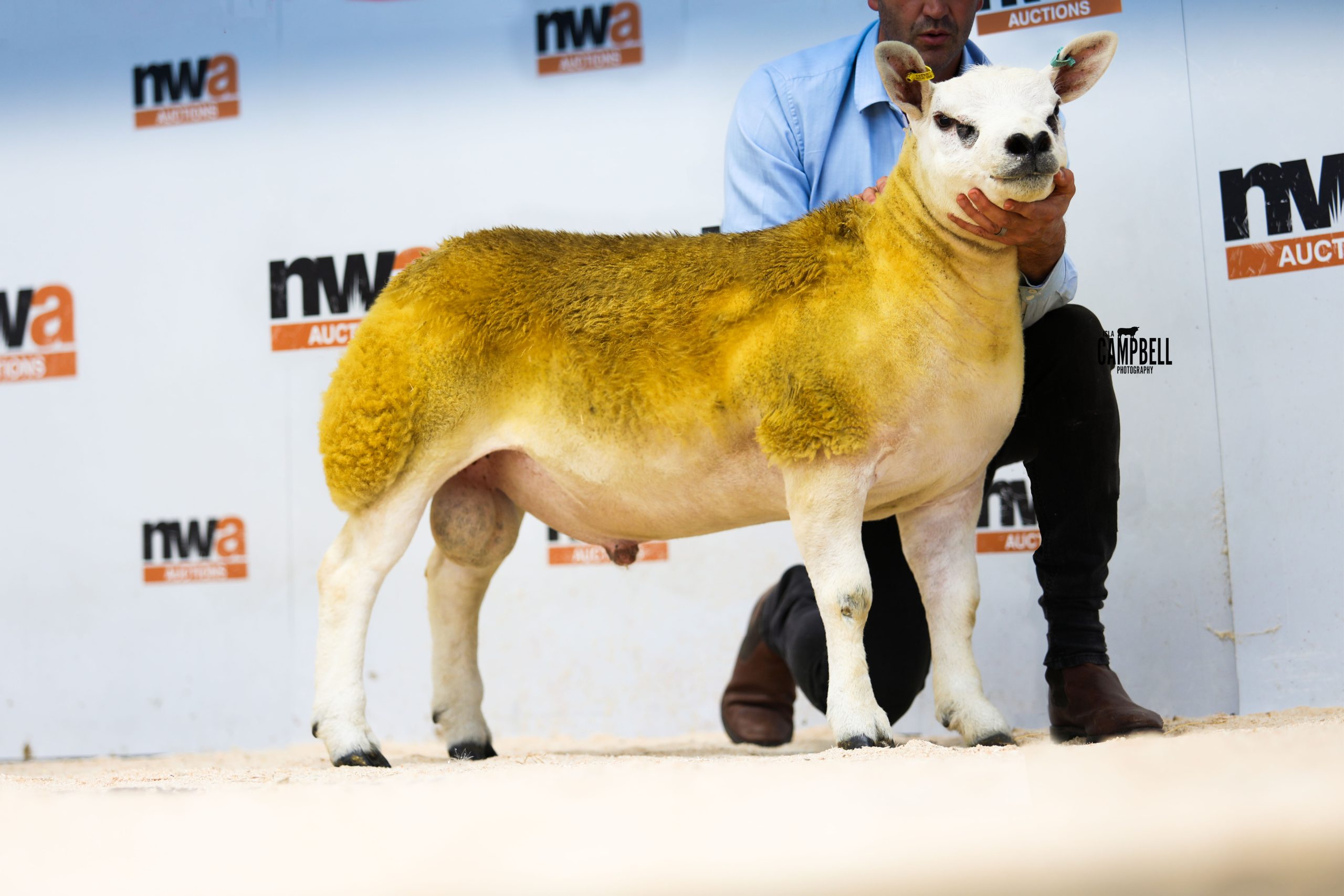 Read more about the article Clanfield GStar sells at J36 for 1400gns